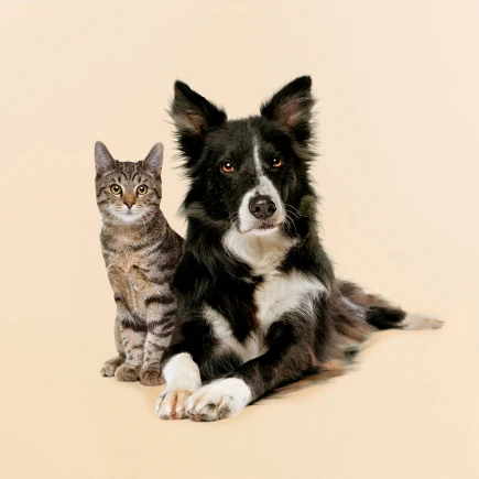 Pet Lover