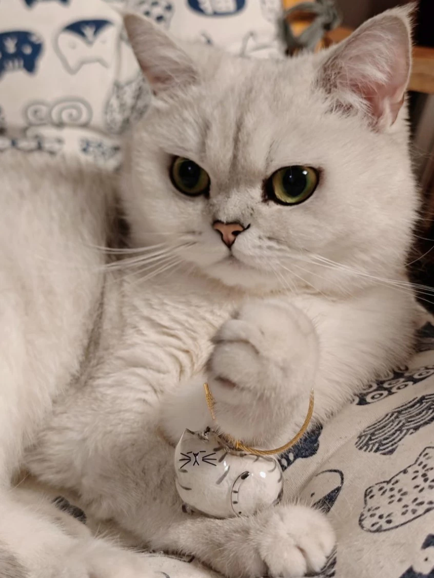 Adorable cat with a personalized pet keepsake gift on its collar, showcasing a unique design